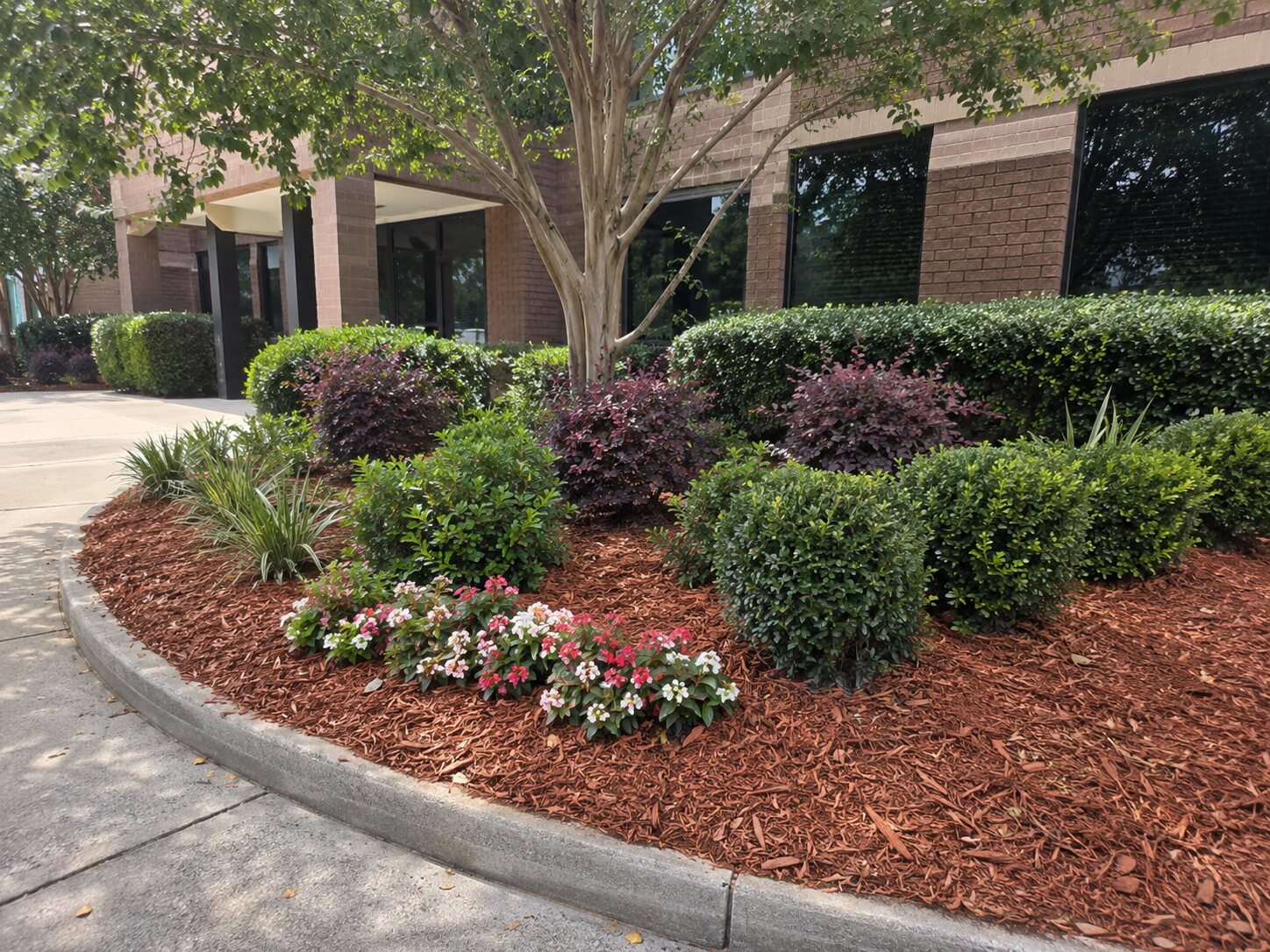 Refreshed Florida entrance bed with flowering plants, shaped shrubs, and red-brown mulch